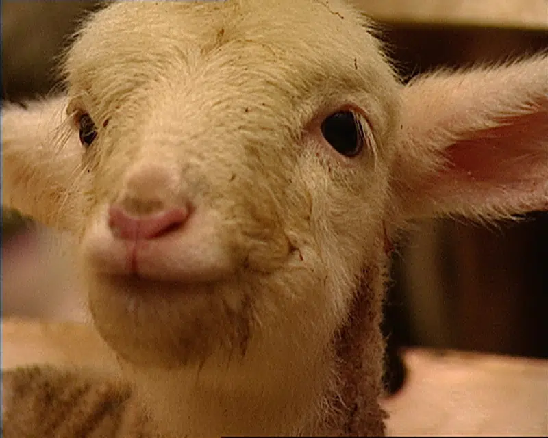 Børnebiffen - Fåret Colette