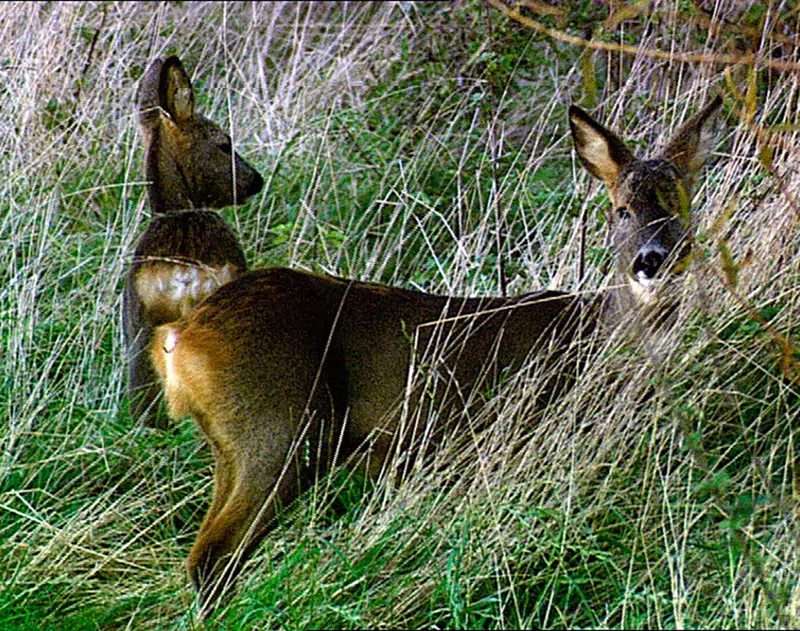 Børnebiffen - Safari Europa – Rådyr