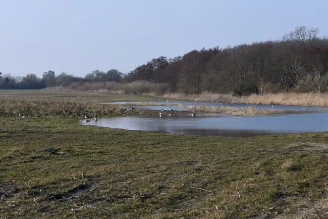 forskellige fugle omkring vådområde ved Kidnakken