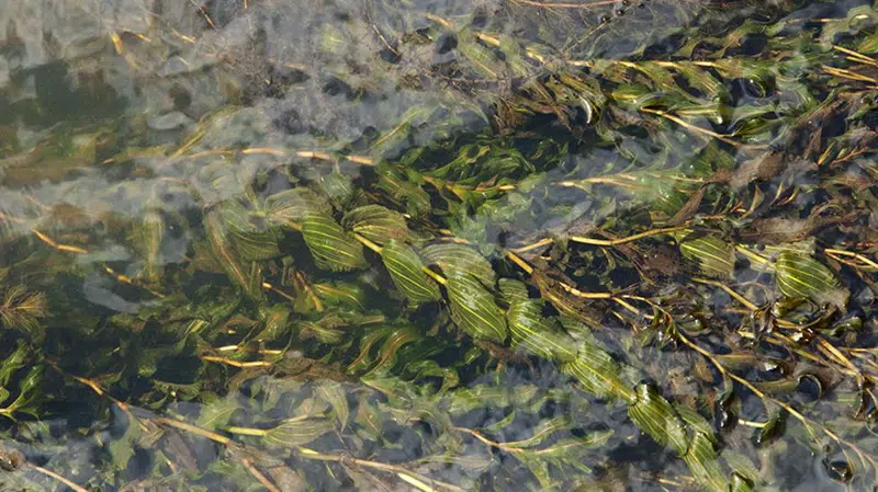 Hjertebladet vandaks i Gudenåen