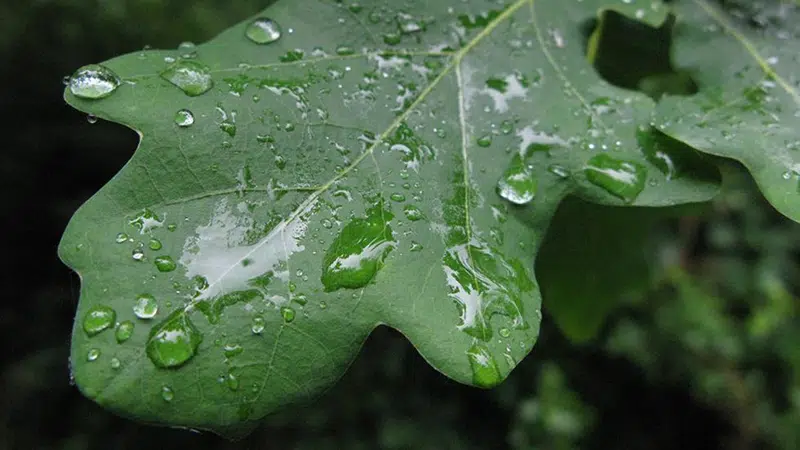 Blad med regnvandsdråber