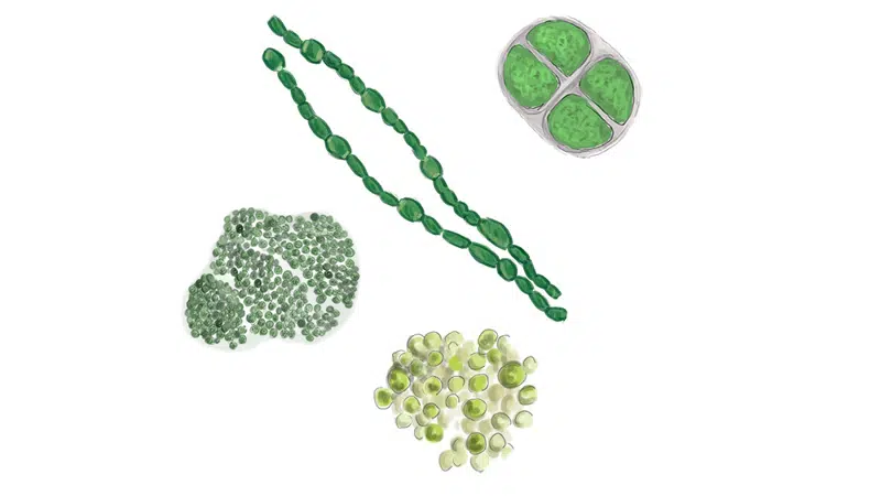 Tegning af blågrønalger af forskellige slags i kolonier som er runde eller trådformede