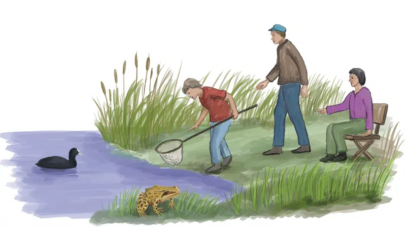 Tegning, der viser regnvandsbassin somm moderne grønt område med mennekser, der oplever fugle, frøer og madpakken