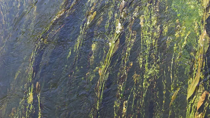 Foto af ranker af vandaks, som bølger i vandet