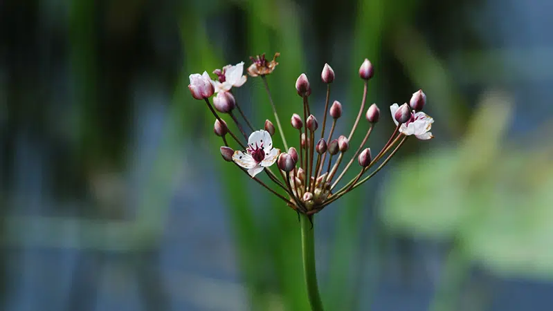 Foto af vandplanten brudelys med sine hvide blomster