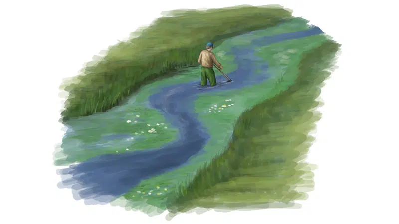 egning, de viser, at man ved miljøvenlig grødeskæring kun slår vandplanterne mdt i vandløbet