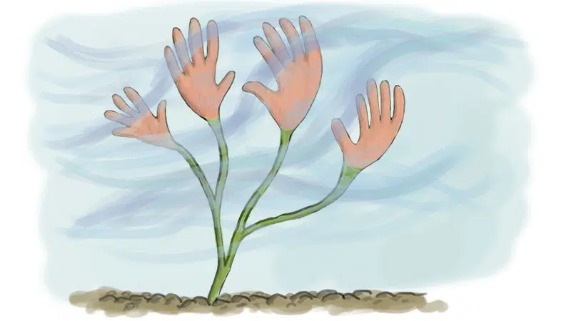 Tegning af vandplanter, der skal illustrere, at planterne med deres blade og stængler griber fast i vandet, så det har svært ved at strømme ned ad åen