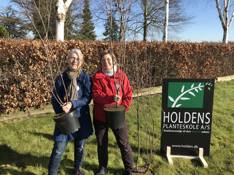 På billedet ses Ritta Kloppenborg og Birgit Brink Lorenz, der er henholdsvis næstformand og formand for Vild i Vejen, med de tre store tørstetræer, der skal plantes på Højskoleengen i Rødding
