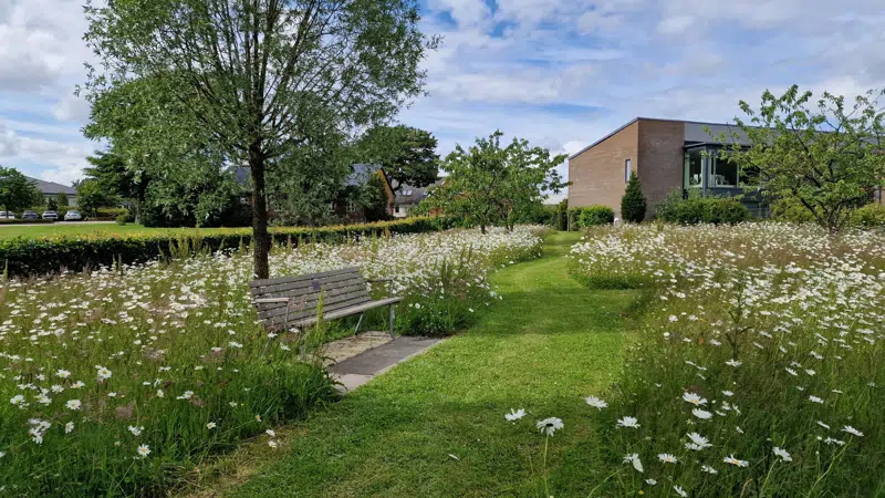 vild med vilje ved Skovvejen